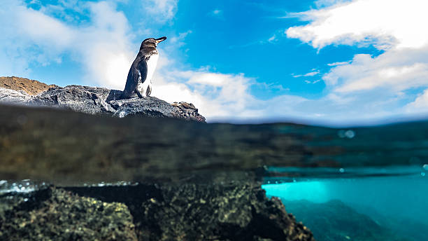Resting on a rock, a Galápagos penguin views the ocean stock photo