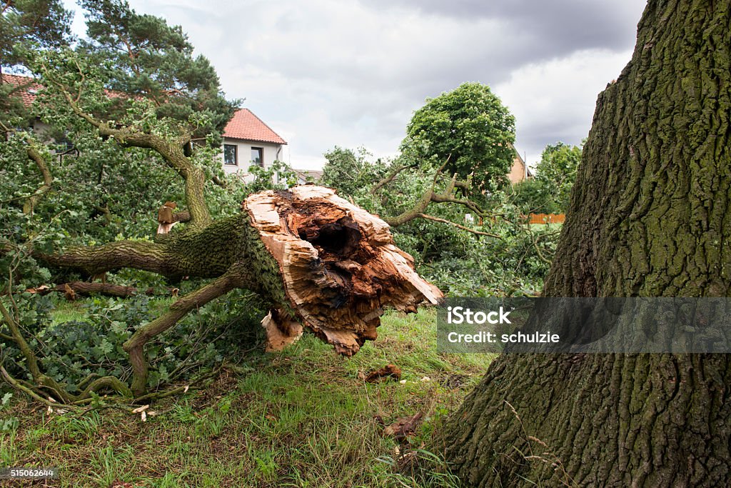 Storm damage - German Oak Damaged Stock Photo