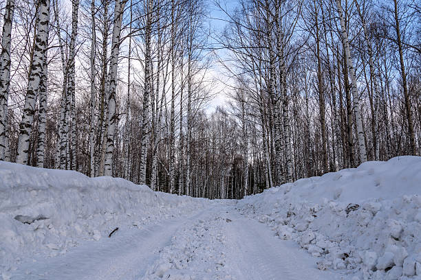 Winter road through the birch grove with high thin birches among the snow and snow drifts against the blue sky