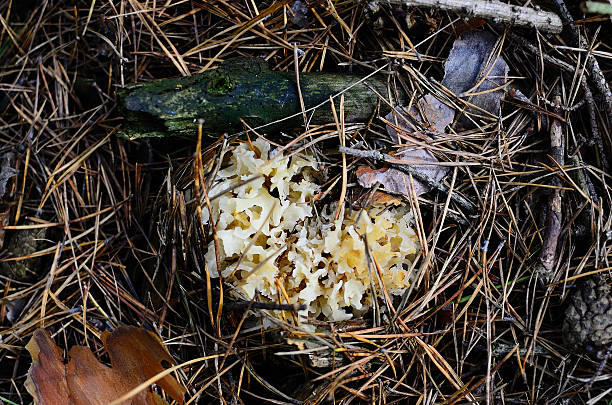 istock small cauliflower mushrooms in coniferous forest 515062808