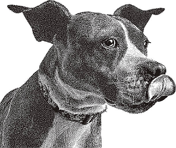 lustiger porträt von boxer und grube bull gemischte rasse hund - mixed breed dog illustrations stock-grafiken, -clipart, -cartoons und -symbole