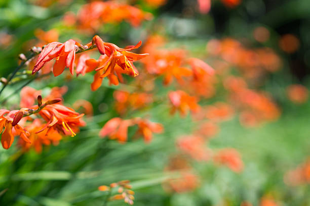 istock Golden crocosmia 515063732