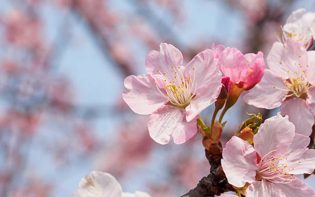 istock Pink cherry blossoms (Kawazu sakura in japanese) in early spring 515064122