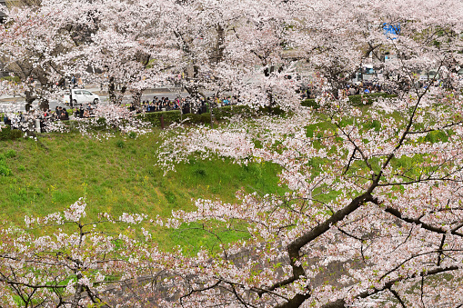 Tokyo, Japan - April 4, 2015: Cherry trees at full bloom near Kudanshita in central Tokyo, Japan