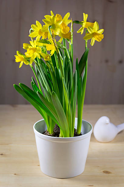 istock Pot of daffodils on the table 515064782