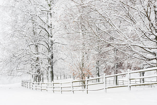 A winter scene of  a wooden fence lined with trees all covered with snow next to a field.  The trees have the last remaining autumn leaves.