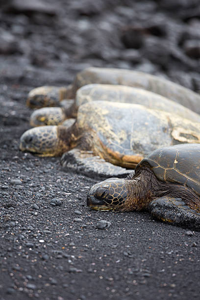 istock Gigantic Sea Turtles, Hawaii Punaluu Black Sand Beach 515065053