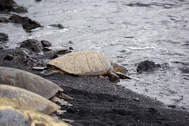 istock Gigantic Sea Turtles, Hawaii Punaluu Black Sand Beach 515065069