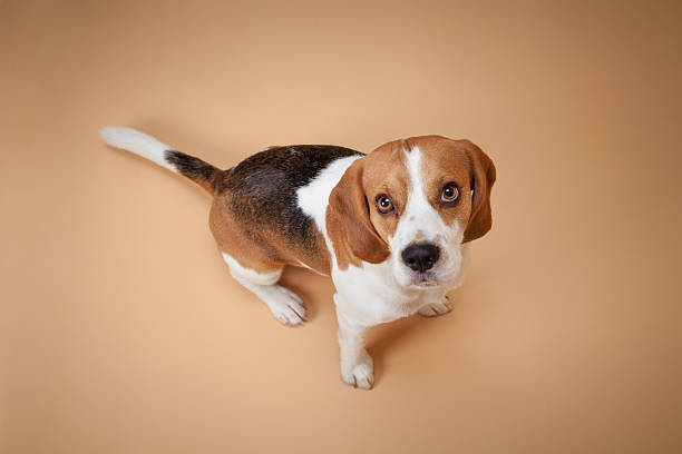 beagle isoliert auf beige hintergrund - obedience pets loneliness looking at camera stock-fotos und bilder