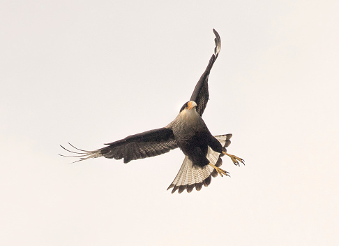 A beautiful Southern Crested Caracara (Caracara Planus) in flight over the Patagonia region of Argentina.  This was taken in Nahuel Huapi National Park near the resort town of Bariloche.