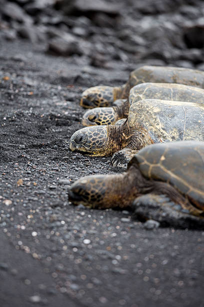 istock Gigantic Sea Turtles, Hawaii Punaluu Black Sand Beach 515065363