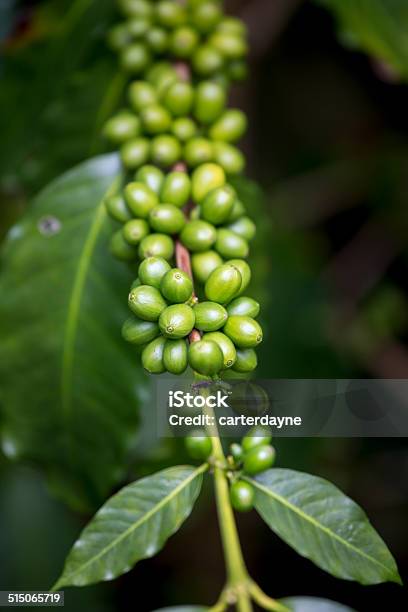 Kona Coffee Farm Hawaii The Big Island Stock Photo - Download Image Now - Agriculture, Bean, Big Island - Hawaii Islands