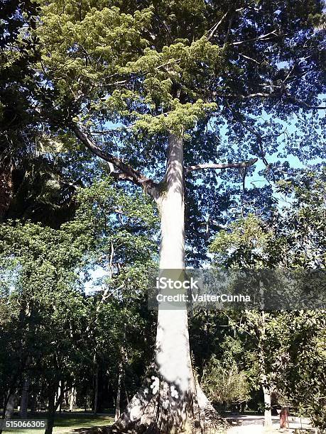 Samaúma Tree Planted Over 100 Years Ago Stock Photo - Download Image Now - Amazon Rainforest, Amazon Region, Beauty In Nature