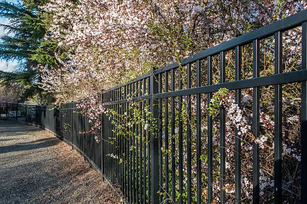 Photo of Blossoms And Fence