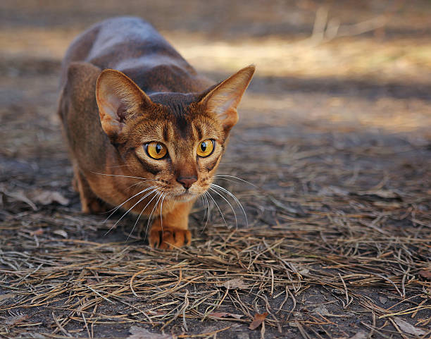 istock Abyssinian cat hunting in park 515067316