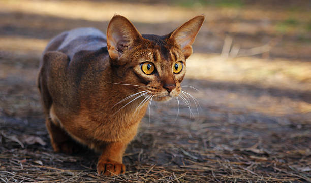 istock Abyssinian cat hunting in park 515067362