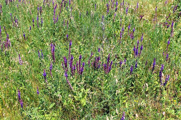 istock Wild purple flowers 515067395