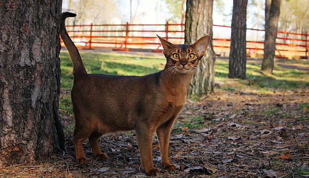 istock Abyssinian cat walking in park 515067522