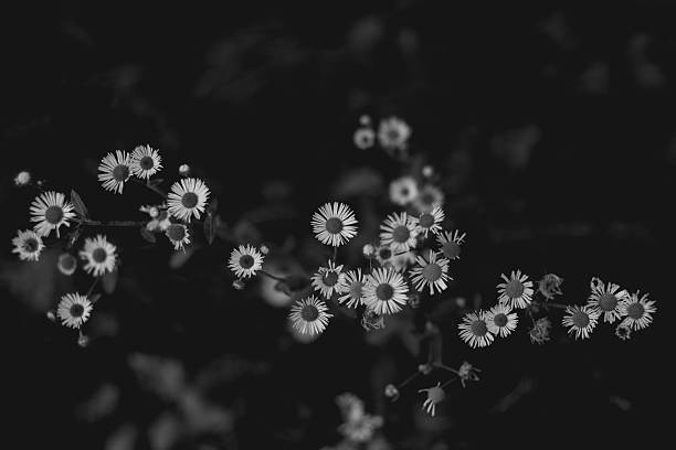 istock Flowers in Black and White 515067671