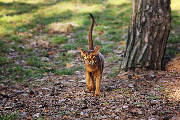istock Abyssinian cat walking in park 515067698