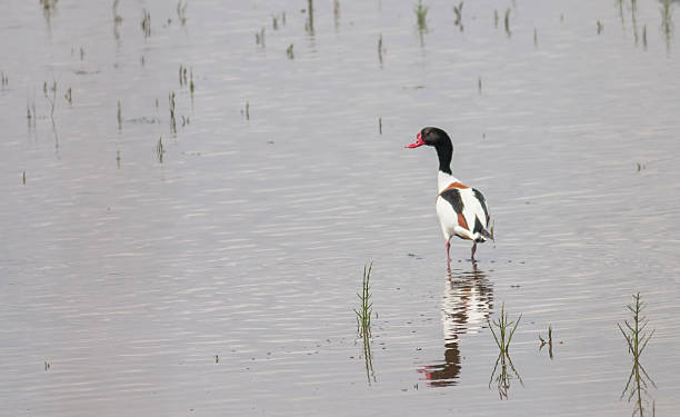 common shelduck (tadorna tadorna song) - brandgans stock-fotos und bilder