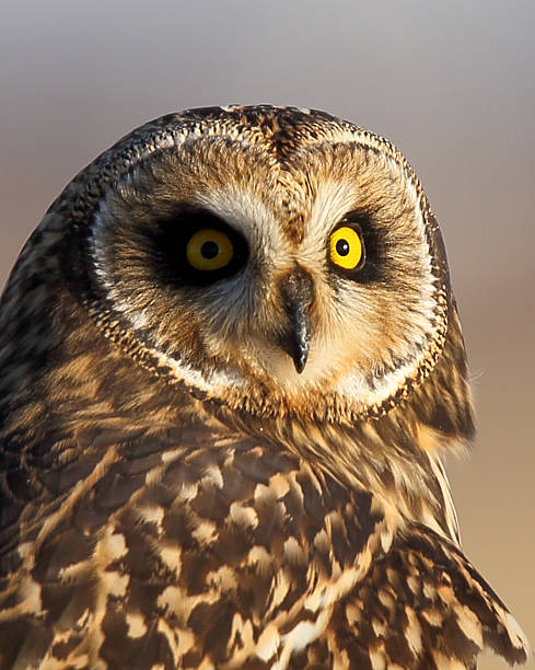 istock Owl staring at camers 515068180