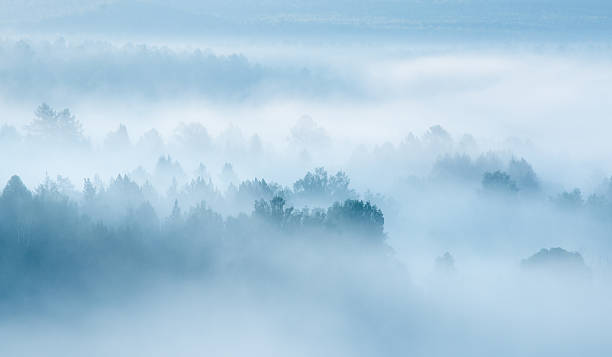 istock heavy fog in the forest view from above 515068584