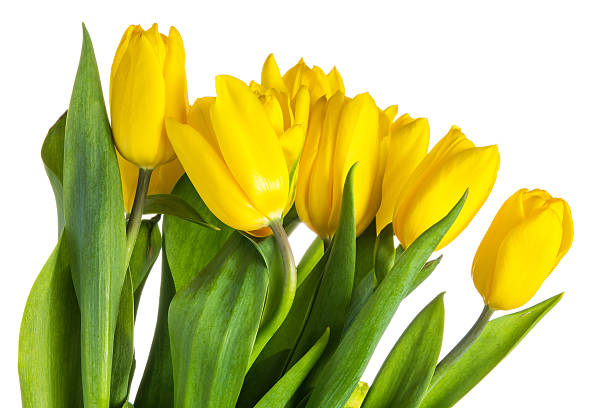 istock Yellow isolated tulips with green leaves 515068642