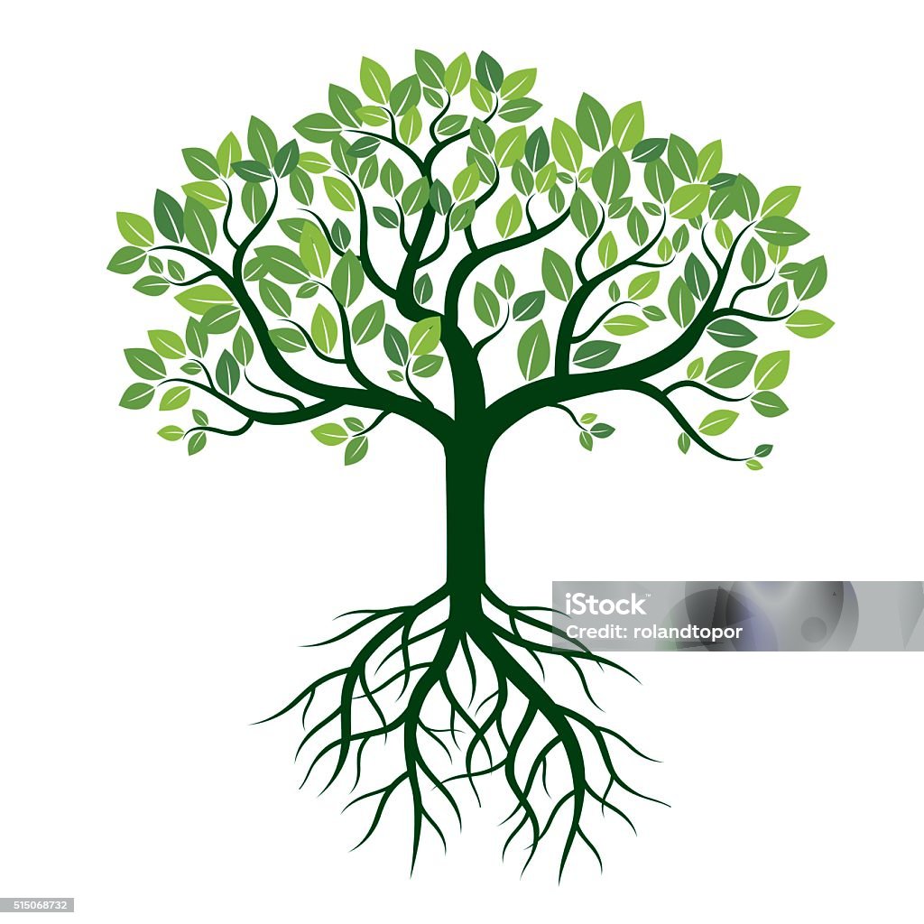 Arbre de couleur et des racines. Illustration vectorielle. - clipart vectoriel de Origines libre de droits