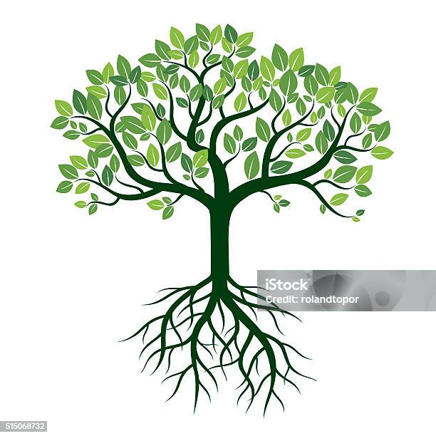 Color Tree And Roots Vector Illustration Stock Illustration - Download Image Now - Origins, Root, Tree