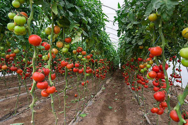 istock Tomatoes  in a greenhouse 515068765