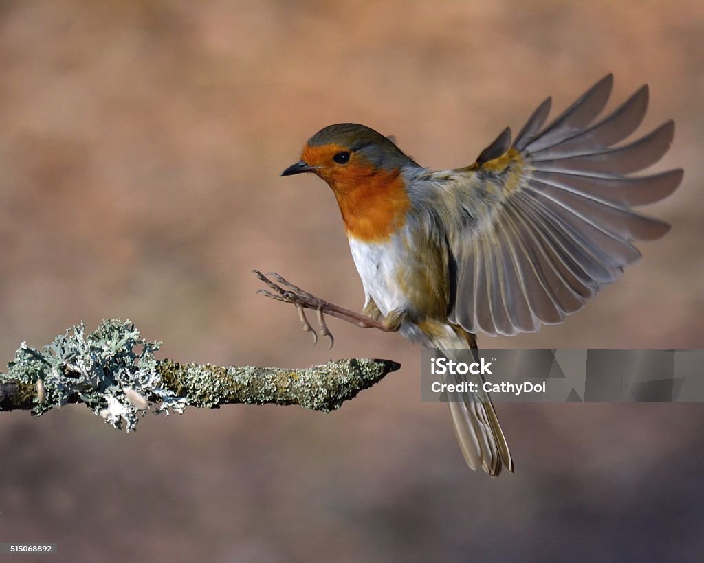 Robin In Flight Pic Robin In Flight Stock Photo - Download Image Now - Robin, Flying ...