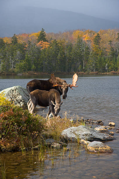 父と息子のような - maine moose ストックフォトと画像