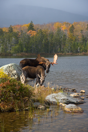 Like Father, Like Son - A bull moose and calf pair enjoy breakfast together on a crisp morning in the fall surrounded by the colors of autumn. Baxter State Park, Millinocket, Maine.