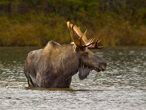 Wading For Breakfast Wading For Breakfast - A bull moose wades out into a pond and eats the vegatetion from the bottom of the pond. Sandy Stream Pond, Baxter State Park, Maine. elk stock pictures, royalty-free photos & images