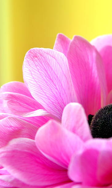 Pink Anemone Flower stock photo