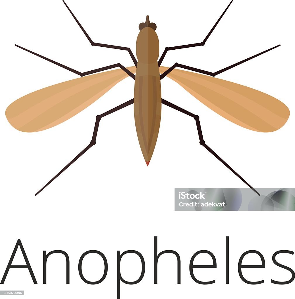 Anopheles mosquito vector illustration Anopheles mosquito vector illustration. Anopheles mosquito isolated on white background. Anopheles mosquito vector icon illustration. Anopheles mosquito isolated vector. Anopheles mosquito silhouette Aedes Aegypti stock vector