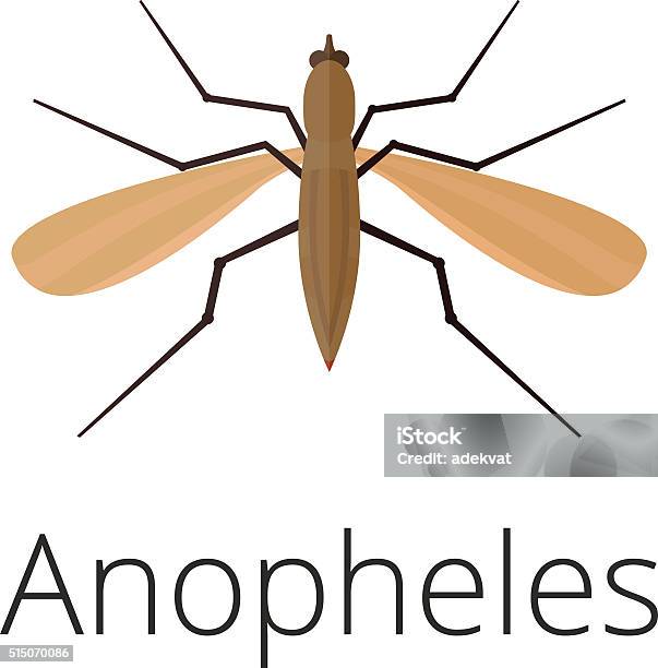 Anopheles Mosquito Vector Illustration Stock Illustration - Download Image Now - Aedes Aegypti, Aedes Mosquito, Animal