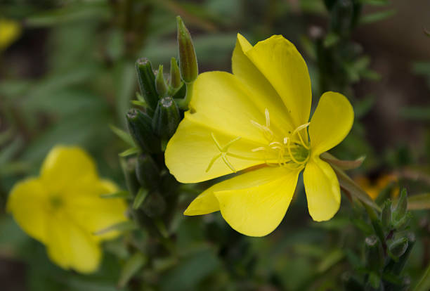 istock Black-ing-edge, yellow flower 515070217