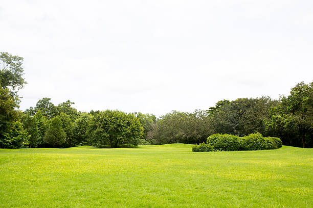 istock Green field in the park 515070297