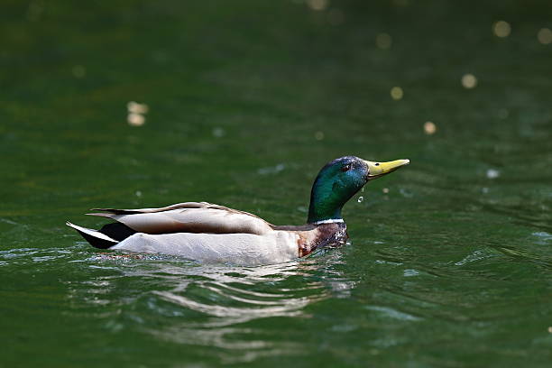 istock wild duck raising its head from water 515070795