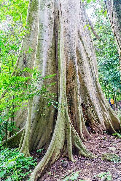 istock vertical photo of an old tree in a rainforest 515071120