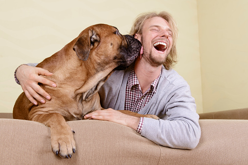 young man at home playing with a big bullmastiff dog. positively laugh