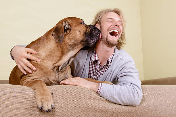 homem com cachorro grande - bull mastiff imagens e fotografias de stock