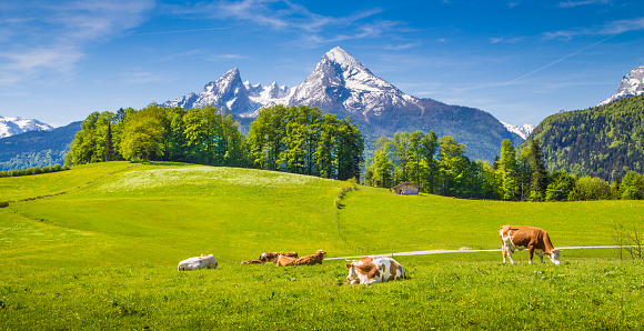 Idyllic summer landscape in the Alps with cow grazing on fresh green mountain pastures and snow capped mountain tops in the background, Nationalpark Berchtesgadener Land, Upper Bavaria, Germany.