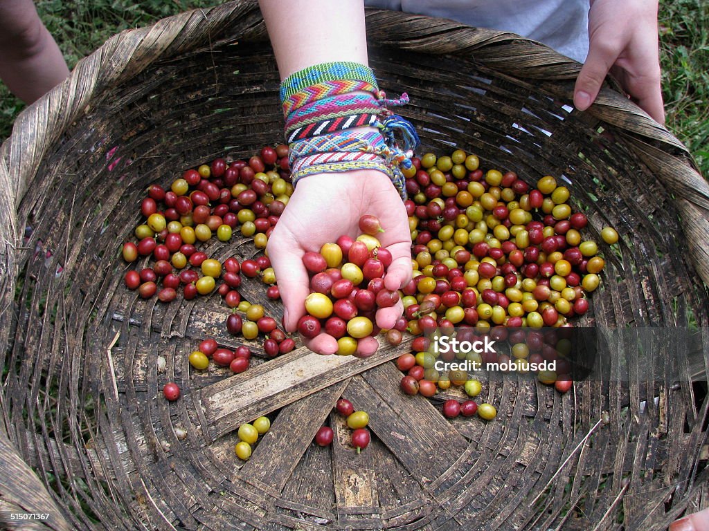 Coffee beans coffee beans from nicaragua in hands Nicaragua Stock Photo