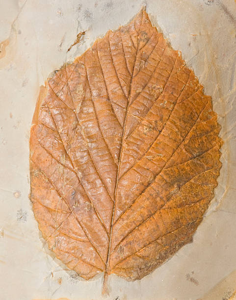 istock Fossil of a poplar leaf. 515072141