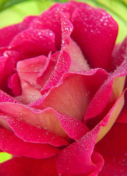 istock Valentine pink Rose. 515072243