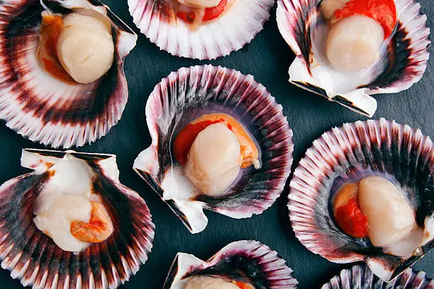 Scallops in shells background