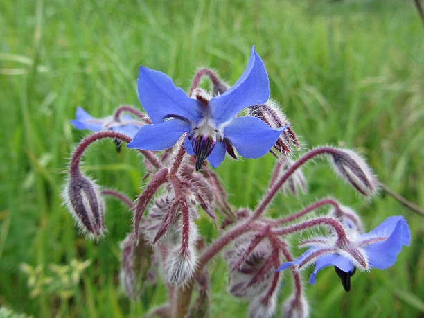 istock Hairy blue Borage Borago officinalis starflower annual herb 515072812